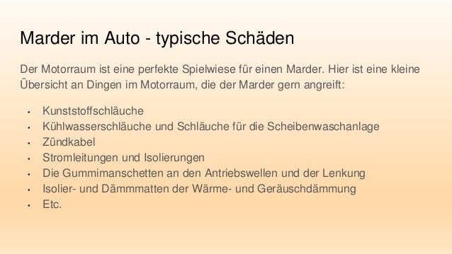 Marder Im Auto