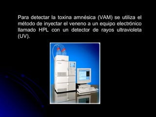 Para detectar la toxina amnésica (VAM) se utiliza el método de inyectar el veneno a un equipo electrónico llamado HPL con un detector de rayos ultravioleta (UV).  
