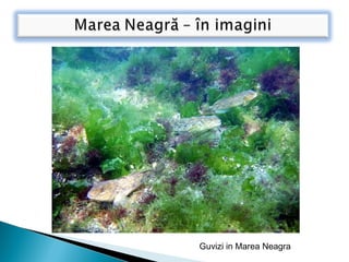 Guvizi in Marea Neagra
 