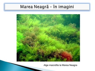 Alge macrofite la Marea Neagra
 