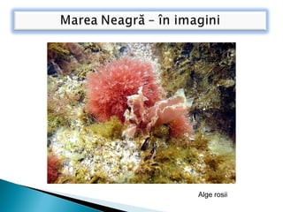 Alge rosii
 