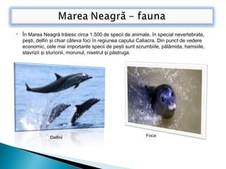  În Marea Neagră trăiesc circa 1.500 de specii de animale, în special nevertebrate,
peşti, delfin şi chiar câteva foci în regiunea capului Caliacra. Din punct de vedere
economic, cele mai importante specii de peşti sunt scrumbiile, pălămida, hamsiile,
stavrizii şi sturionii, morunul, nisetrul şi păstruga.
Delfini Foca
 