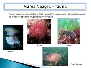  Aceste specii fac parte din fauna Mării Negre. Prin aceste imagini vă pute i da seamaț
că Marea Neagră este un „paradis acvatic natural”.
Meduză
Actinie Guvid
Pisică de mare
 