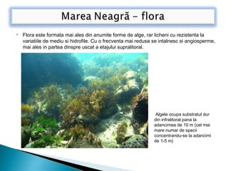  Flora este formata mai ales din anumite forme de alge, rar licheni cu rezistenta la
variatiile de mediu si hidrofile. Cu o frecventa mai redusa se intalnesc si angiosperme,
mai ales in partea dinspre uscat a etajului supralitoral.
 Algele ocupa substratul dur
din infralitoral pana la
adancimea de 10 m (cel mai
mare numar de specii
concentrandu-se la adancimi
de 1-5 m)
 
