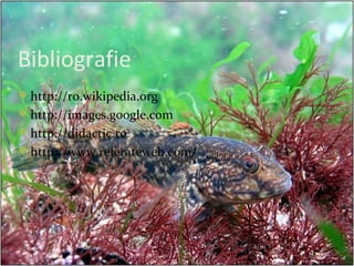 Bibliografie
http://ro.wikipedia.org
http://images.google.com
http://didactic.ro
http://www.referateweb.com/
 