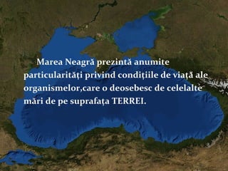 Marea Neagră prezintă anumite
particularități privind condițiile de viață ale
organismelor,care o deosebesc de celelalte
mări de pe suprafața TERREI.
 