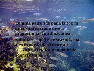 Lumina pătrunde până la 200 m ;
intensitatea scade invers
proporțional cu adînâcimea ;
Salinitatea apei este scazută, mai
ales în gurile de vărsare ale
DUNĂRII si ridicată în păturile
adânci de apă.
 