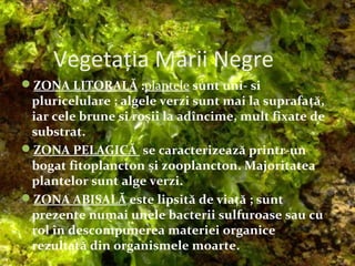 Vegetația Mării Negre
ZONA LITORALĂ :plantele sunt uni- si
pluricelulare ; algele verzi sunt mai la suprafață,
iar cele brune si roșii la adîncime, mult fixate de
substrat.
ZONA PELAGICĂ se caracterizează printr-un
bogat fitoplancton și zooplancton. Majoritatea
plantelor sunt alge verzi.
ZONA ABISALĂ este lipsită de viață ; sunt
prezente numai unele bacterii sulfuroase sau cu
rol în descompunerea materiei organice
rezultată din organismele moarte.
 
