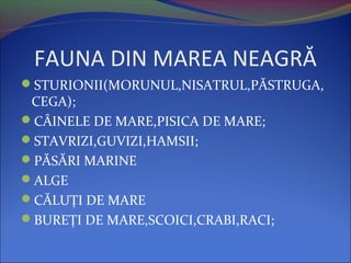 FAUNA DIN MAREA NEAGRĂ
STURIONII(MORUNUL,NISATRUL,PĂSTRUGA,
CEGA);
CÂINELE DE MARE,PISICA DE MARE;
STAVRIZI,GUVIZI,HAMSII;
PĂSĂRI MARINE
ALGE
CĂLUŢI DE MARE
BUREŢI DE MARE,SCOICI,CRABI,RACI;
 