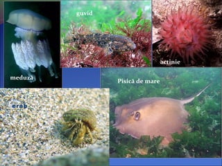 meduză
actinie
guvid
Pisică de mare
crab
 