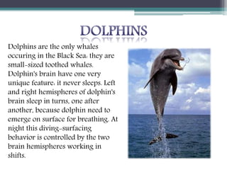 Dolphins are the only whales
occuring in the Black Sea: they are
small-sized toothed whales.
Dolphin's brain have one very
unique feature: it never sleeps. Left
and right hemispheres of dolphin's
brain sleep in turns, one after
another, because dolphin need to
emerge on surface for breathing. At
night this diving-surfacing
behavior is controlled by the two
brain hemispheres working in
shifts.
 
