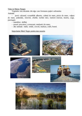 Viata in Marea Neagra
Vegetatia este alcatuita din alge care formeaza pajisti submarine.
Animale:
- pesti: calcanul, scrumbiile albastre, calutul de mare, pisica de mare, vulpea
de mare, palamida, stravrizi, chefali, rechini mici, sturioni (morun, nisetru, cega,
pastruga);
- mamifere: delfini;
- pasari: pescarusi, cormorani, randunici de mare;
- alte animale: midii, stridii, creveti, meduze, crabi, bureti.
Importanta Marii Negre pentru tara noastra
GIBRALTAR
 