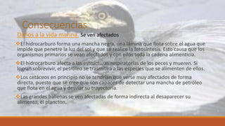 Consecuencias
Daños a la vida marina. Se ven afectados
El hidrocarburo forma una mancha negra, una lámina que flota sobre el agua que
impide que penetre la luz del sol y que se realice la fotosíntesis. Esto causa que los
organismos primarios se vean afectados y con ellos toda la cadena alimenticia.
El hidrocarburo afecta a las estructuras respiratorias de los peces y mueren. Si
logran sobrevivir, el petróleo se trasmitirá a las especies que se alimenten de ellos.
Los cetáceos en principio no se tendrían que verse muy afectados de forma
directa, puesto que se cree que son capaces de detectar una mancha de petróleo
que flota en el agua y desviar su trayectoria.
Las grandes ballenas se ven afectadas de forma indirecta al desaparecer su
alimento, el plancton.
 
