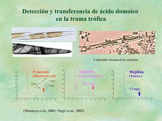 Detección y transferencia de ácido domoico
en la trama trófica
-2 0 2 4 6 8 10 12 14 16
-10
0
10
20
30
40
50
60
-2 0 2 4 6 8 10 12 14 16
0
10
20
30
40
50
60
-2 0 2 4 6 8 10 12 14 16
0
10
20
30
40
50
60
P. australis Anchoíta Mejillón
76.6 ug/g
7.3 ug/g
(Cont. Estomacal )(Muestra de red) ( Entero )
Contenido estomacal de anchoíta
(Montoya et al., 2001; Negri et al., 2002)
N COOH
H
COOH
CH3
CH3
H
HOOC
 