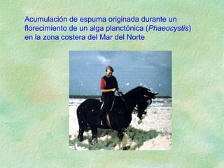 Acumulación de espuma originada durante un
florecimiento de un alga planctónica (Phaeocystis)
en la zona costera del Mar del Norte
 