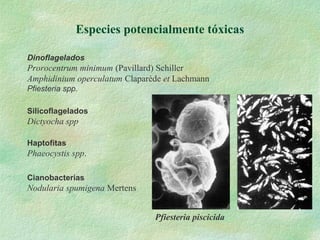 Especies potencialmente tóxicas
Dinoflagelados
Prorocentrum minimum (Pavillard) Schiller
Amphidinium operculatum Claparède et Lachmann
Pfiesteria spp.
Silicoflagelados
Dictyocha spp
Haptofitas
Phaeocystis spp.
Cianobacterias
Nodularia spumigena Mertens
Pfiesteria piscicida
 