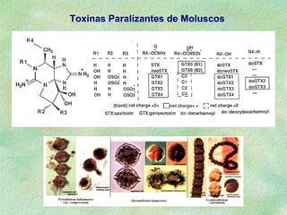 Toxinas Paralizantes de Moluscos
 