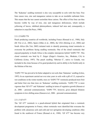 14
The ‘Kakamas’ seedling rootstock is also very susceptible to soils with free lime. Free
lime causes iron, zinc and manganese cations to take on an insoluble carbonate form.
This means that the tree cannot assimilate these cations. The effect of free lime can thus
become visible by way of iron, zinc and manganese deficiencies, which include
yellowing of leaves, inhibited photosynthesis, reduced leaf area and, consequently, a
reduction in crop (Du Preez, 1980).
2.3.1.2 SAPO 778
Peach producing countries all worldwide, including France (Renuad et al., 1988), Italy
(Di Vito et al., 2002), Spain (Albás et al., 2004), the USA (DeJong et al., 2004) and
South Africa (Du Toit, 2005) initiated trails to identify promising clonal rootstocks to
overcome the problems facing seedling rootstocks. One of the clonal rootstocks that
enjoyed popularity in South Africa is the complex interspecies hybrid ‘SAPO 778’. This
clonal rootstock was bred by F. Zaiger (Zaiger’s Genetics, Inc., Modesto, CA) in
California (Lötze, 1997). The peach seedling ‘Siberian C’, native to Canada, was
included in the clone because of its good productivity and its ability to be fruitful early in
the lifetime of the tree.
‘SAPO 778’ has proved to be better adapted to wet soils than ‘Kakamas’ seedling (Lötze,
1997). In an experiment carried out over nine years in soils with a pH of 5.5, exposed to
wet conditions in the winter months, trees on ‘SAPO 778’ rootstocks produced more fruit
and better fruit size than trees on ‘Kakamas’ seedling rootstocks. ‘SAPO 778’ is more
vigorous than ‘GF 677’ and ‘Kakamas’ seedling in terms of vegetative growth (Stassen et
al., 2006 – personal communication). ‘SAPO 778’, however, gives delayed foliation
symptoms in low chilling areas (Stassen et al., 2006 – personal communication).
2.3.1.3 GF 677
The ‘GF 677’ rootstock is a peach-almond hybrid that originated from a rootstock
development programme in France, where rootstocks were identified that overcame the
problem with calcareous soils and cold and wet springtime developing conditions often
found in the southwest of France (Renaud et al., 1988). ‘GF 677’ has become very
 