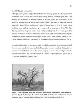 16
2.3.2.1 The open-vase system
The open-vase system is a type of multi-leader free standing system. It is the system most
commonly used all over the world as low density planting system (Figure 2.4). Tree
density and the number of primary scaffold, as well the overall tree shape varies in the
different production areas. Stadler and Stassen (1985b) described an open-vase trained
tree under South African conditions to consist of a short stem of 30 to 60 cm on which
multiple main scaffold branches are grown outwards at an angle of 40 to 70º. Side
bearing branches are grown on the main scaffolds and spaced 50 to 60 cm apart. The
leaders of the main scaffolds and bearing branches are kept dominant by removing any
competitive growth, including water shoots (Bergh, 1972). Tree height is limited to 4 m.
These trees are planted at a low density of 300 to 400 trees per hectare (Sansavini, 1983).
A major disadvantage of this system is the overshadowing of the lower outside parts of
the tree canopy, under the main scaffolds. Because the trees are broader at the top, the top
overshadows the bottom part of the canopy. Figure 2.5 shows how the light intensity
decreases to below 30% of full sunlight in a round shaped open-vase system for a
‘Delicious’ apple tree (Looney, 1991).
Figure 2.4: The traditional “open vase” peach tree is less uniform and thus more costly to maintain.
(Source: Day, K. R., DeJong, T. M., Johnson, R. S., 2005. Orchard-system configurations increase
efficiency, improve profits in peaches and nectarines. California Agriculture, 59(2):75-79)
 