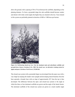 18
above the ground, with a spacing of 50 to 70 cm between the scaffolds, depending on the
planting distance. To from a pyramidal shape the side scaffolds should become weaker
and shorter with wider crotch angles the higher they are situated in the tree. Trees trained
to this system are preferably planted at densities of 600 to 1 000 trees per hectare.
Figure 2.6: Full-bearing closed-vase tree. Note the dominant main and subordinate scaffolds and
pyramid form. (Source: Strydom, D. K., 1985. The closed vase: An alternative training system for
apples and pears. Deciduous Fruit Grower, 35:360-364)
The closed-vase system with a pyramidal shape was developed from the open-vase with a
vase shape by keeping the leaders more upright and developing lateral branches from the
base upwards a broader base with an slope of approximately 20° from the top is thus
developed. The difference between the open- and closed-vase systems is the angle at
which the three or four dominant scaffolds are grown and the angle of the lateral shoots.
The dominant scaffolds of the closed-vase system are grown at a much smaller angle
 