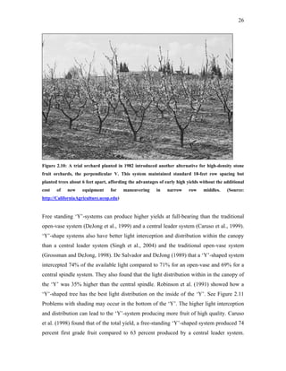 26
Figure 2.10: A trial orchard planted in 1982 introduced another alternative for high-density stone
fruit orchards, the perpendicular V. This system maintained standard 18-feet row spacing but
planted trees about 6 feet apart, affording the advantages of early high yields without the additional
cost of new equipment for maneuvering in narrow row middles. (Source:
http://CaliforniaAgriculture.ucop.edu)
Free standing ‘Y’-systems can produce higher yields at full-bearing than the traditional
open-vase system (DeJong et al., 1999) and a central leader system (Caruso et al., 1999).
‘Y’-shape systems also have better light interception and distribution within the canopy
than a central leader system (Singh et al., 2004) and the traditional open-vase system
(Grossman and DeJong, 1998). De Salvador and DeJong (1989) that a ‘Y’-shaped system
intercepted 74% of the available light compared to 71% for an open-vase and 69% for a
central spindle system. They also found that the light distribution within in the canopy of
the ‘Y’ was 35% higher than the central spindle. Robinson et al. (1991) showed how a
‘Y’-shaped tree has the best light distribution on the inside of the ‘Y’. See Figure 2.11
Problems with shading may occur in the bottom of the ‘Y’. The higher light interception
and distribution can lead to the ‘Y’-system producing more fruit of high quality. Caruso
et al. (1998) found that of the total yield, a free-standing ‘Y’-shaped system produced 74
percent first grade fruit compared to 63 percent produced by a central leader system.
 