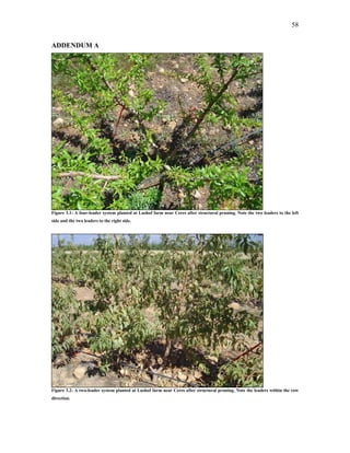 58
ADDENDUM A
Figure 3.1: A four-leader system planted at Lushof farm near Ceres after structural pruning. Note the two leaders to the left
side and the two leaders to the right side.
Figure 3.2: A two-leader system planted at Lushof farm near Ceres after structural pruning. Note the leaders within the row
direction.
 