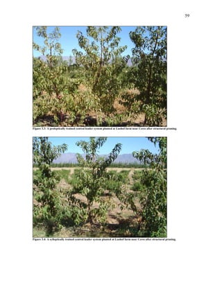 59
Figure 3.3: A proleptically trained central leader system planted at Lushof farm near Ceres after structural pruning.
Figure 3.4: A sylleptically trained central leader system planted at Lushof farm near Ceres after structural pruning.
 