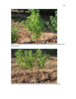 60
Figure 3.5: A sylleptically trained central leader system planted at Welgevallen Experimental farm in Stellenbosch after
structural pruning.
Figure 3.6: A two-leader system planted at Welgevallen Experimental farm in Stellenbosch after structural pruning.
 