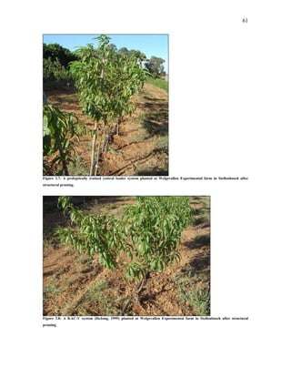 61
Figure 3.7: A proleptically trained central leader system planted at Welgevallen Experimental farm in Stellenbosch after
structural pruning.
Figure 3.8: A KAC-V system (DeJong, 1999) planted at Welgevallen Experimental farm in Stellenbosch after structural
pruning.
 