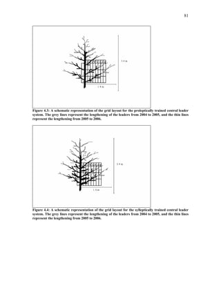 81
Figure 4.3: A schematic representation of the grid layout for the proleptically trained central leader
system. The grey lines represent the lengthening of the leaders from 2004 to 2005, and the thin lines
represent the lengthening from 2005 to 2006.
Figure 4.4: A schematic representation of the grid layout for the sylleptically trained central leader
system. The grey lines represent the lengthening of the leaders from 2004 to 2005, and the thin lines
represent the lengthening from 2005 to 2006.
 