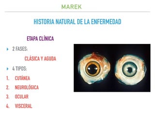 Marek | PDF