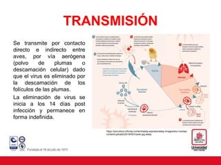 TRANSMISIÓN
Se transmite por contacto
directo e indirecto entre
aves, por vía aerógena
(polvo de plumas o
descamación celular) dado
que el virus es eliminado por
la descamación de los
folículos de las plumas.
La eliminación de virus se
inicia a los 14 días post
infección y permanece en
forma indefinida.
https://avicultura.info/wp-content/webp-express/webp-images/doc-root/wp-
content/uploads/2018/05/marek.jpg.webp
 
