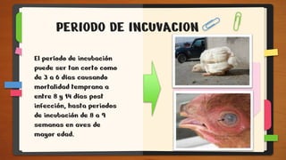 El período de incubación
puede ser tan corto como
de 3 a 6 días causando
mortalidad temprana a
entre 8 y 14 días post
infección, hasta periodos
de incubación de 8 a 9
semanas en aves de
mayor edad.
PERIODO DE INCUVACION
 