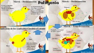Patogenia
 