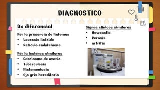 DIAGNOSTICO
Dx diferencial
Por la presencia de linfomas
• Leucosis linfoide
• Reticulo endoteliosis
Por la lesiones similares
• Carcinoma de ovario
• Tuberculosis
• Histomoniasis
• Ojo gris hereditario
Signos clínicos similares
• Newcastle
• Perosis
• artritis
 