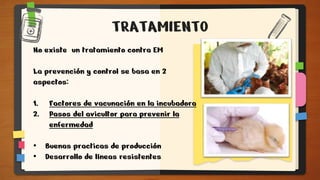 TRATAMIENTO
No existe un tratamiento contra EM
La prevención y control se basa en 2
aspectos:
1. Factores de vacunación en la incubadora
2. Pasos del avicultor para prevenir la
enfermedad
• Buenas practicas de producción
• Desarrollo de líneas resistentes
 
