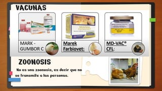 ZOONOSIS
No es una zoonosis, es decir que no
se transmite a las personas.
VACUNAS
 