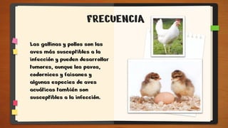 FRECUENCIA
Las gallinas y pollos son las
aves más susceptibles a la
infección y pueden desarrollar
tumores, aunque los pavos,
codornices y faisanes y
algunas especies de aves
acuáticas también son
susceptibles a la infección.
 