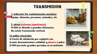 TRANSMISION
T. Indirecta: Por contaminación mecánica
Equipo, alimento, personas, animales, etc
T. aérea (extrema importancia)
El VEM se difunde a grandes distancias
No existe transmisión vertical.
En pollos infectados
A través de inhalación por contacto con
la piel, descamaciones cutáneas y plumas o polvo
El VEM persiste grandes periodos en el ambiente
 