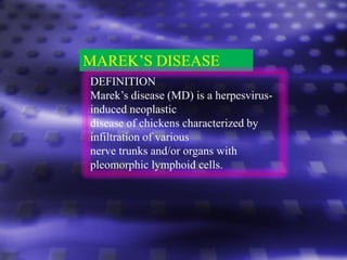 MAREK’S DISEASE
DEFINITION
Marek’s disease (MD) is a herpesvirus-
induced neoplastic
disease of chickens characterized by
infiltration of various
nerve trunks and/or organs with
pleomorphic lymphoid cells.
 