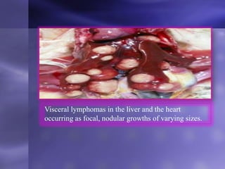 Visceral lymphomas in the liver and the heart
occurring as focal, nodular growths of varying sizes.
 