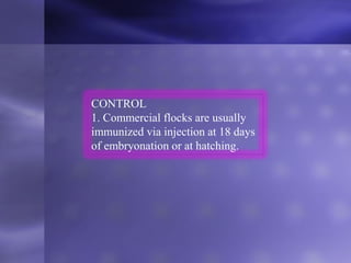 CONTROL
1. Commercial flocks are usually
immunized via injection at 18 days
of embryonation or at hatching.
 