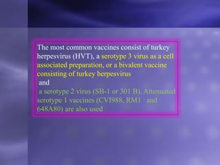 The most common vaccines consist of turkey
herpesvirus (HVT), a serotype 3 virus as a cell
associated preparation, or a bivalent vaccine
consisting of turkey herpesvirus
and
a serotype 2 virus (SB-1 or 301 B). Attenuated
serotype 1 vaccines (CVI988, RM1 and
648A80) are also used
 
