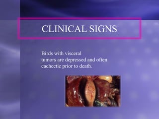 CLINICAL SIGNS
Birds with visceral
tumors are depressed and often
cachectic prior to death.
 
