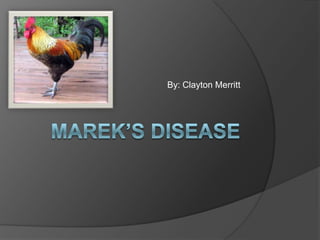 Marek’s Disease By: Clayton Merritt 