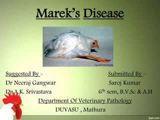 Marek’s Disease

Suggested By Submitted By –
Dr Neeraj Gangwar
Saroj Kumar
Dr A.K. Srivastava
6th sem, B.V.Sc & A.H
Department Of Veterinary Pathology
DUVASU , Mathura

 