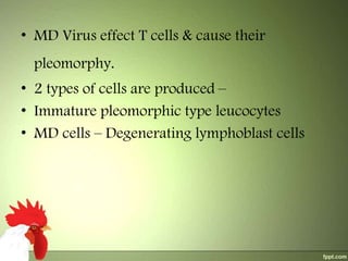 • MD Virus effect T cells & cause their
pleomorphy.
• 2 types of cells are produced –
• Immature pleomorphic type leucocytes
• MD cells – Degenerating lymphoblast cells

 