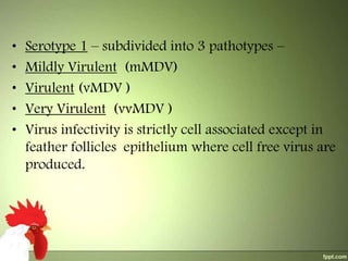 •
•
•
•
•

Serotype 1 – subdivided into 3 pathotypes –
Mildly Virulent (mMDV)
Virulent (vMDV )
Very Virulent (vvMDV )
Virus infectivity is strictly cell associated except in
feather follicles epithelium where cell free virus are
produced.

 