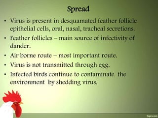 Spread
• Virus is present in desquamated feather follicle
epithelial cells, oral, nasal, tracheal secretions.
• Feather follicles – main source of infectivity of
dander.
• Air borne route – most important route.
• Virus is not transmitted through egg.
• Infected birds continue to contaminate the
environment by shedding virus.

 
