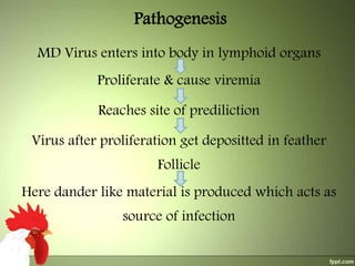 Pathogenesis
MD Virus enters into body in lymphoid organs

Proliferate & cause viremia
Reaches site of prediliction

Virus after proliferation get depositted in feather
Follicle
Here dander like material is produced which acts as
source of infection

 